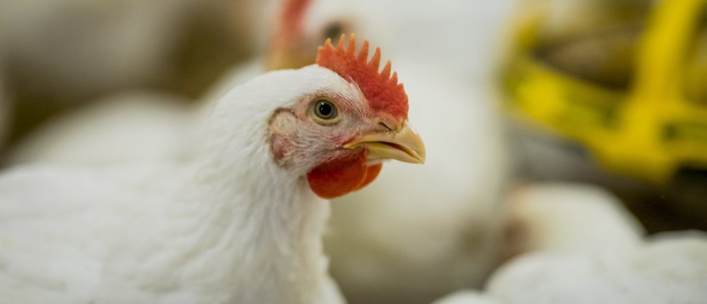 Poulet