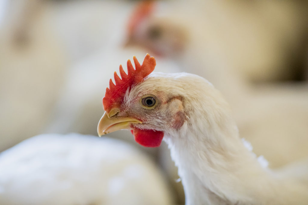 Programme d'aide à la relève poulet