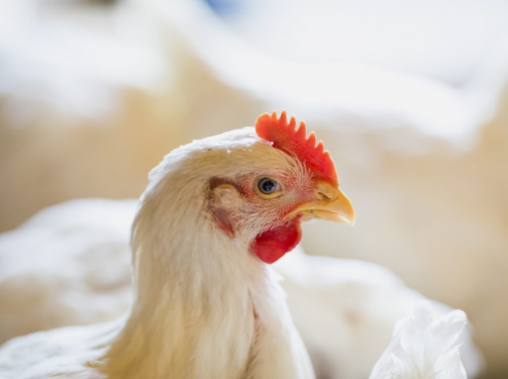 Poulet