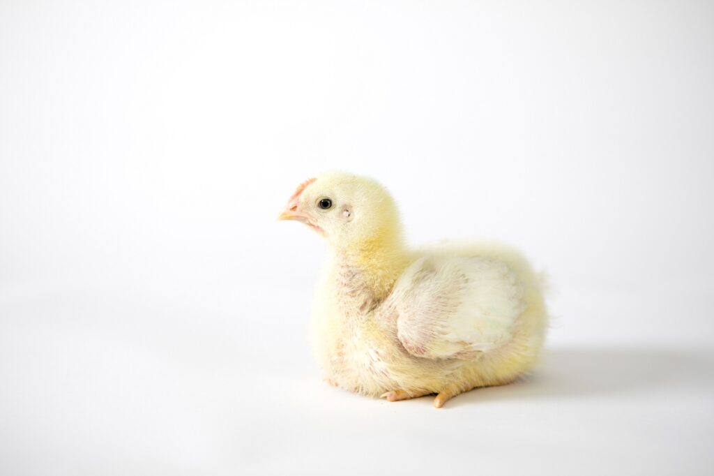 Poulet adolescent