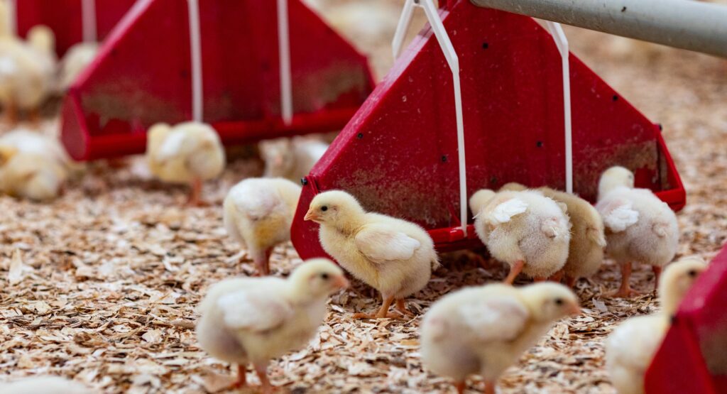 Poussins